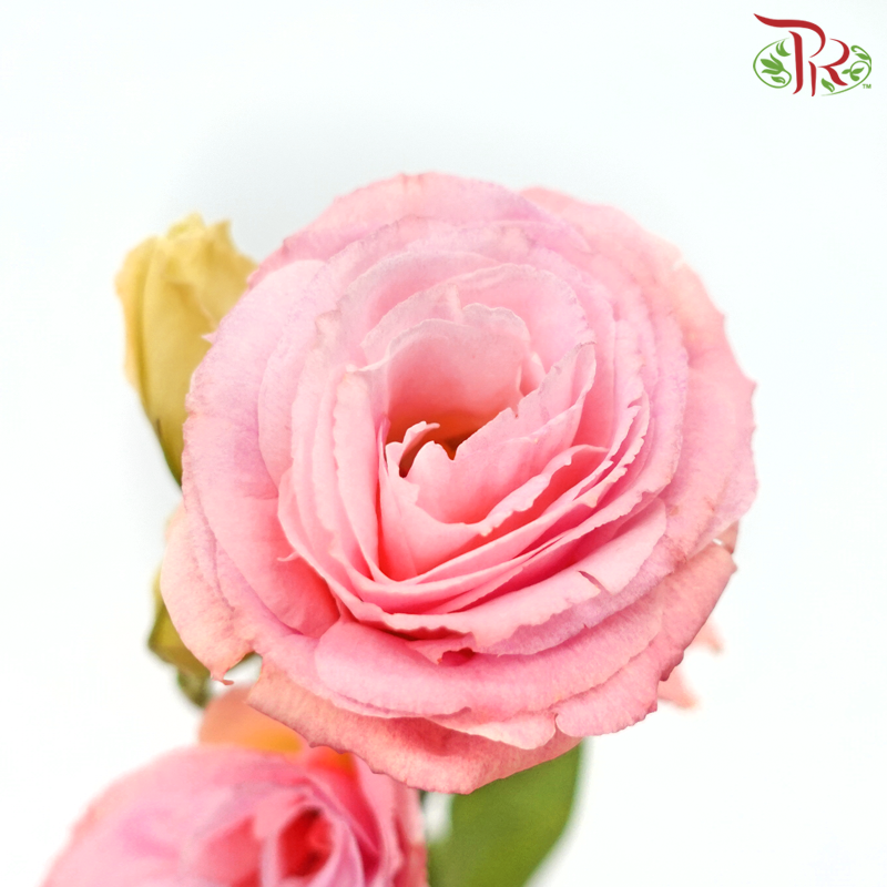 Eustoma - Gleam (650-750 Gram)-Pink-China-prflorist.com.my