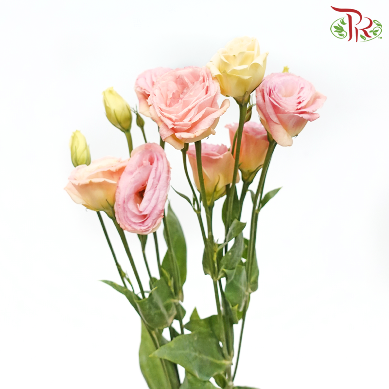 Eustoma - Gleam (650-750 Gram)-Pink-China-prflorist.com.my