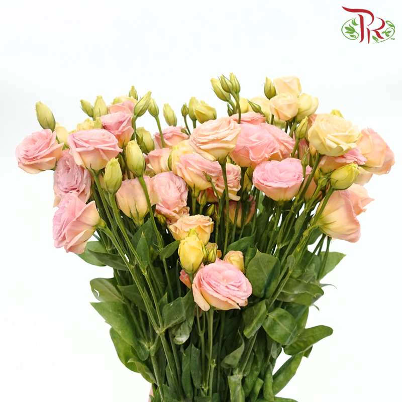 Eustoma - Gleam (650-750 Gram)-Pink-China-prflorist.com.my