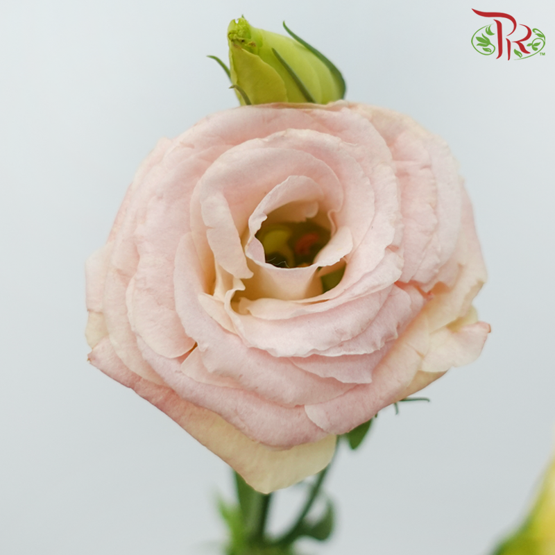 Eustoma - Gleam Cava (650-750 Gram)-China-prflorist.com.my