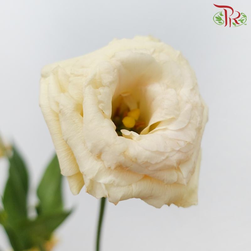 Eustoma - Gleam Cava (650-750 Gram)-China-prflorist.com.my