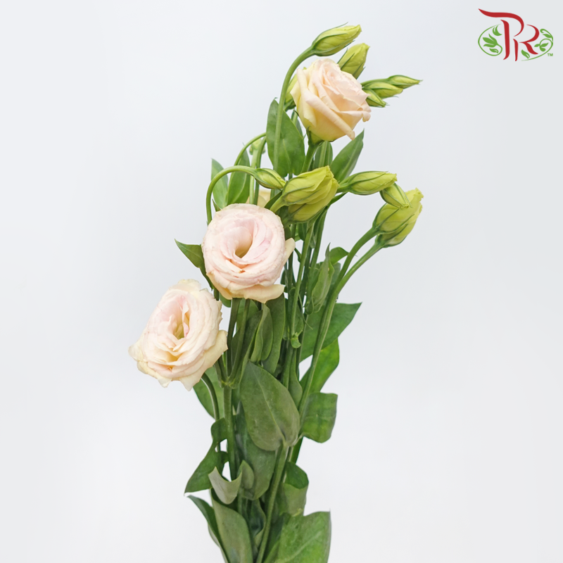 Eustoma - Gleam Cava (650-750 Gram)-China-prflorist.com.my