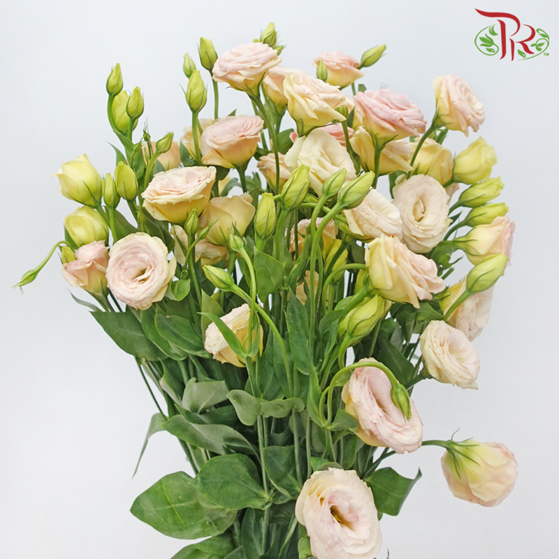 Eustoma - Gleam Cava (650-750 Gram)-China-prflorist.com.my