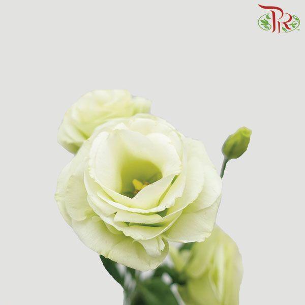 Eustoma - Green (Per Bunch)-Malaysia-prflorist.com.my