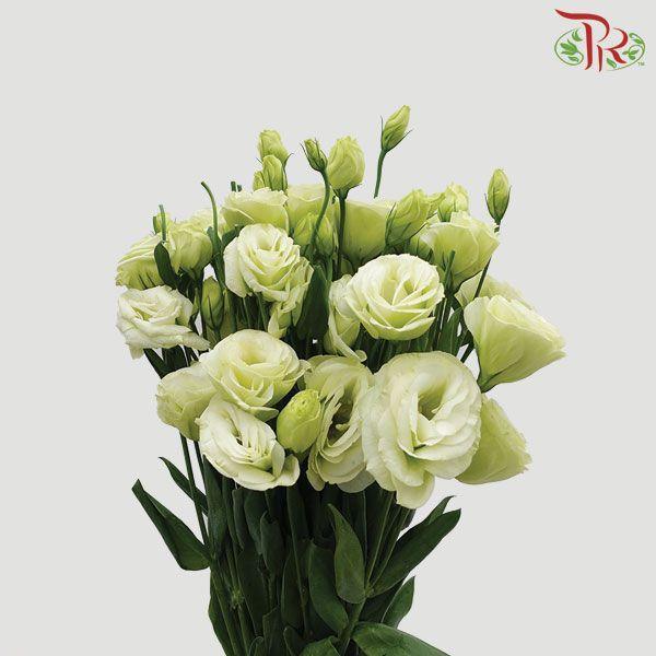 Eustoma - Green (Per Bunch)-Malaysia-prflorist.com.my