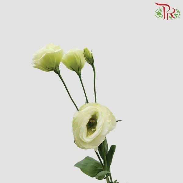 Eustoma - Green (Per Bunch)-Malaysia-prflorist.com.my