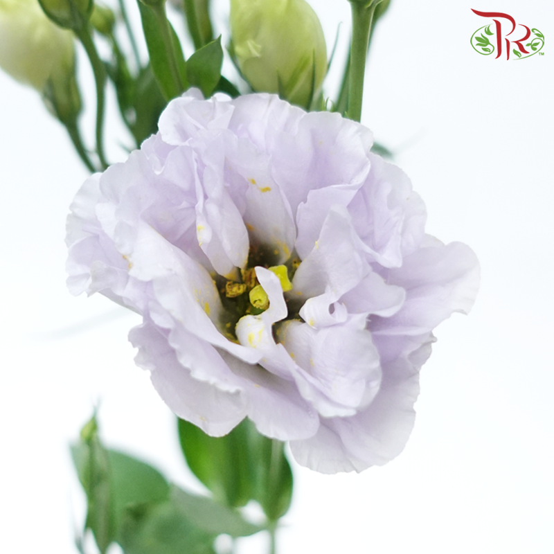 Eustoma - Icy Lilac (650-750 Gram)-Icy Lilac-China-prflorist.com.my