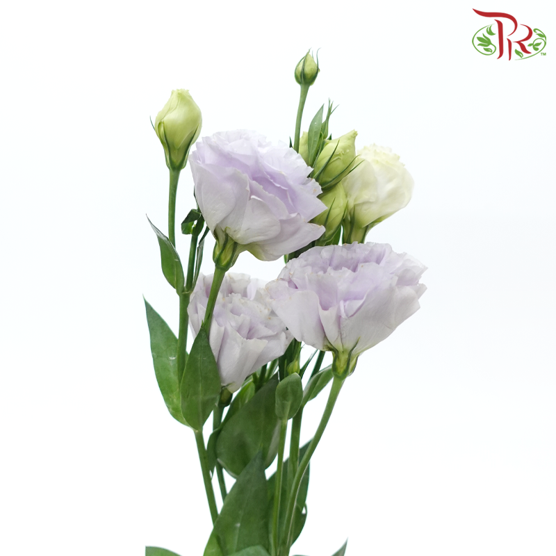 Eustoma - Icy Lilac (650-750 Gram)-Icy Lilac-China-prflorist.com.my
