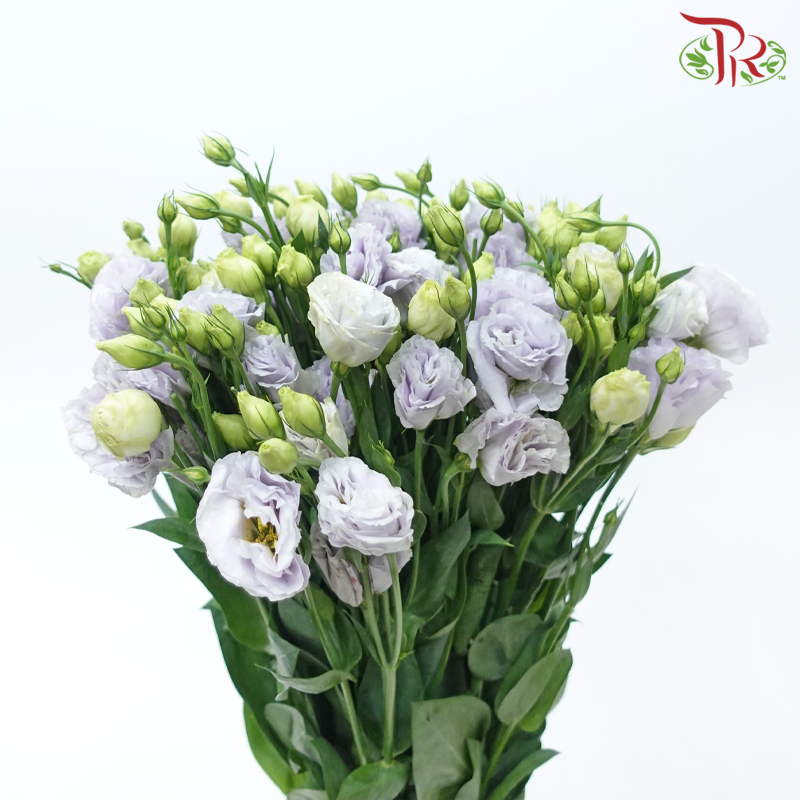 Eustoma - Icy Lilac (650-750 Gram)-Icy Lilac-China-prflorist.com.my