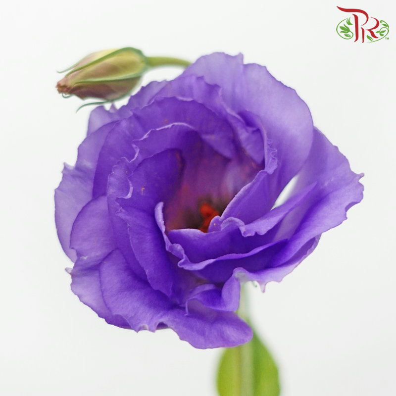 Eustoma - Jasny Lavender (10 Stems)-Purple-Taiwan-prflorist.com.my