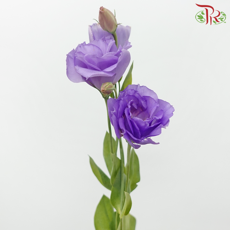 Eustoma - Jasny Lavender (10 Stems)-Purple-Taiwan-prflorist.com.my