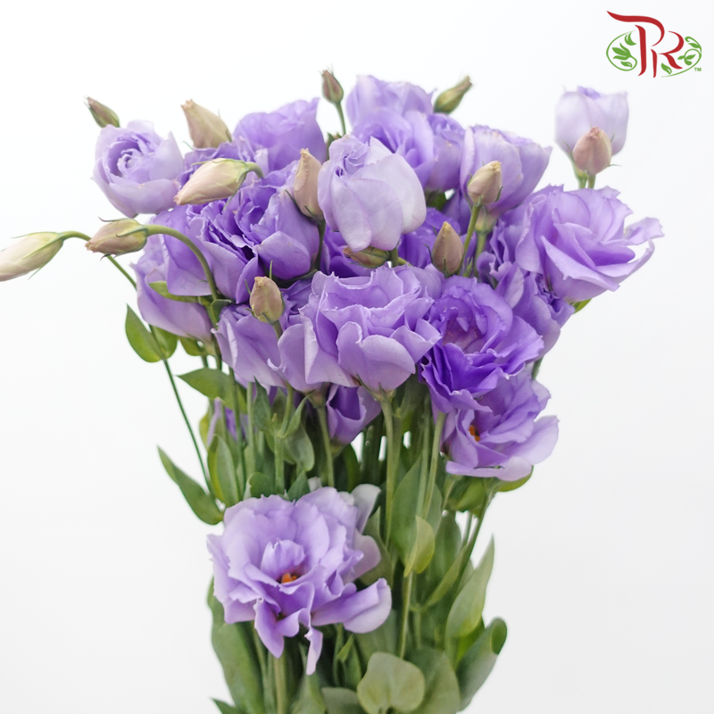 Eustoma - Jasny Lavender (10 Stems)-Purple-Taiwan-prflorist.com.my