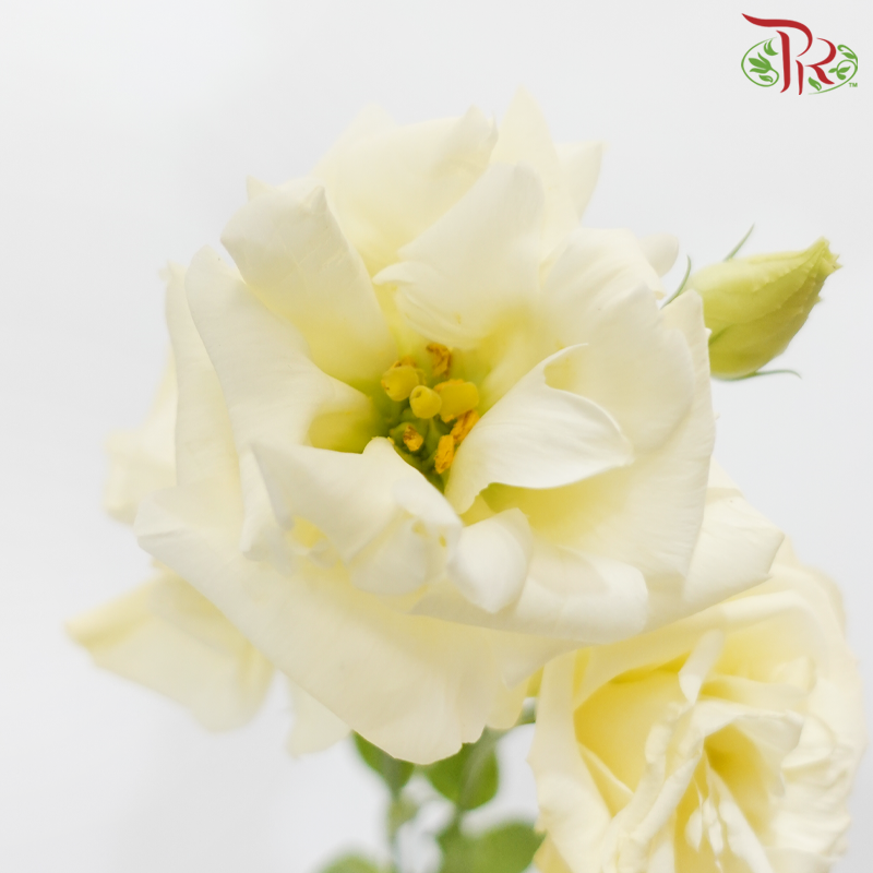 Eustoma - Light Butter Yellow (10 Stems)-Light Yellow-Taiwan-prflorist.com.my