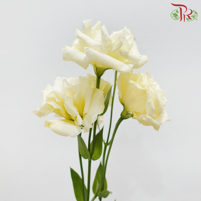 Eustoma - Light Butter Yellow (10 Stems)-Light Yellow-Taiwan-prflorist.com.my