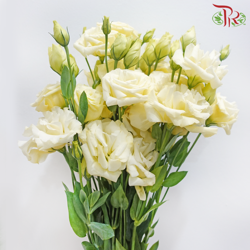 Eustoma - Light Butter Yellow (10 Stems)-Light Yellow-Taiwan-prflorist.com.my