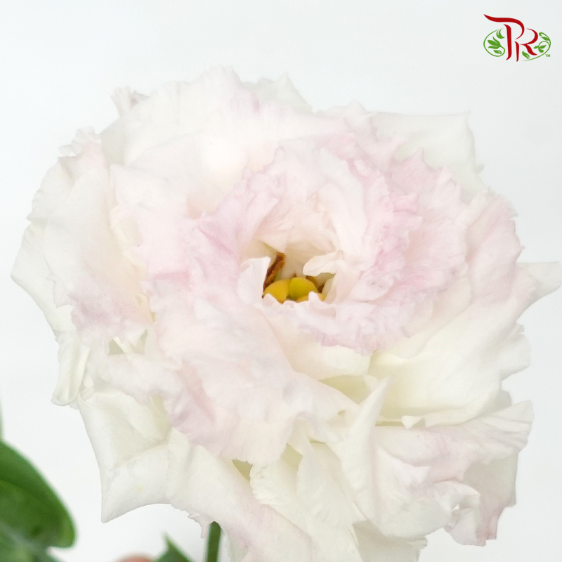 Eustoma - Light Pinkish Tone (10 Stems)-Pink-Taiwan-prflorist.com.my