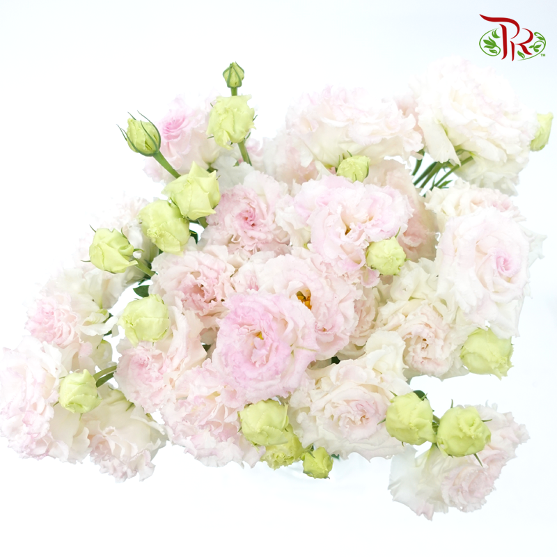 Eustoma - Light Pinkish Tone (10 Stems)-Pink-Taiwan-prflorist.com.my