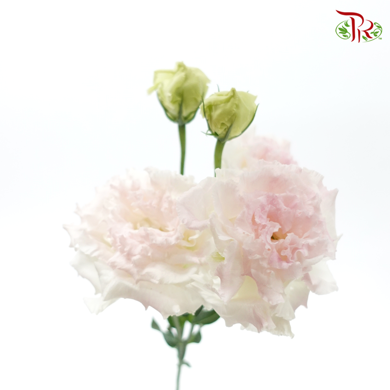 Eustoma - Light Pinkish Tone (10 Stems)-Pink-Taiwan-prflorist.com.my