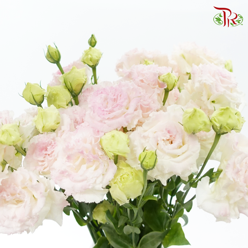Eustoma - Light Pinkish Tone (10 Stems)-Pink-Taiwan-prflorist.com.my