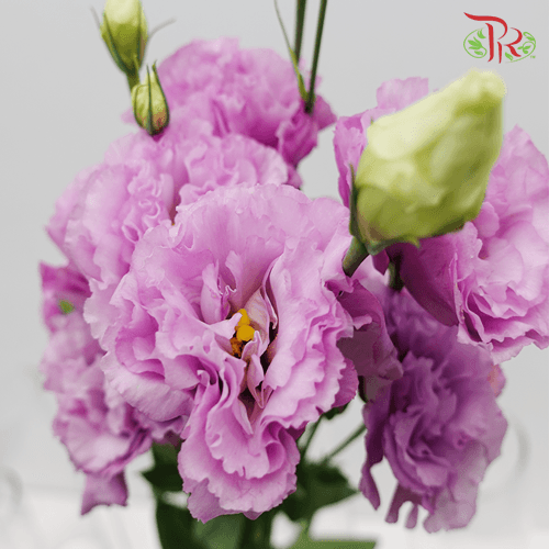 Eustoma - Lilac (10 Stems)-Lilac-Taiwan-prflorist.com.my