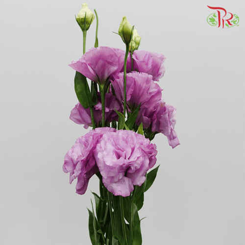Eustoma - Lilac (10 Stems)-Lilac-Taiwan-prflorist.com.my