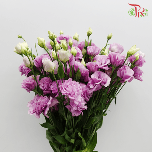 Eustoma - Lilac (10 Stems)-Lilac-Taiwan-prflorist.com.my