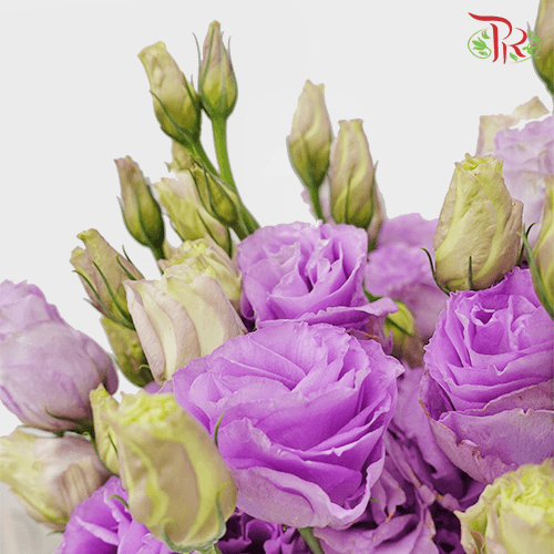 Eustoma - Lilac (650-750 Gram)-China-prflorist.com.my