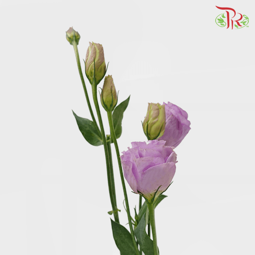 Eustoma - Lilac (650-750 Gram)-China-prflorist.com.my