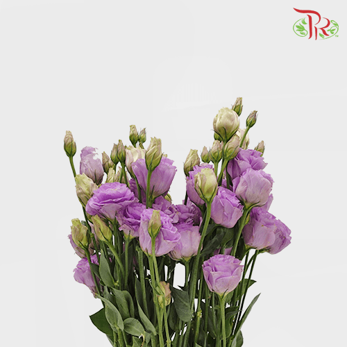 Eustoma - Lilac (650-750 Gram)-China-prflorist.com.my