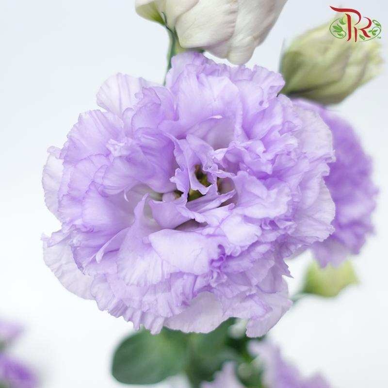 Eustoma - Lilac (Per Bunch)-Lilac-Malaysia-prflorist.com.my