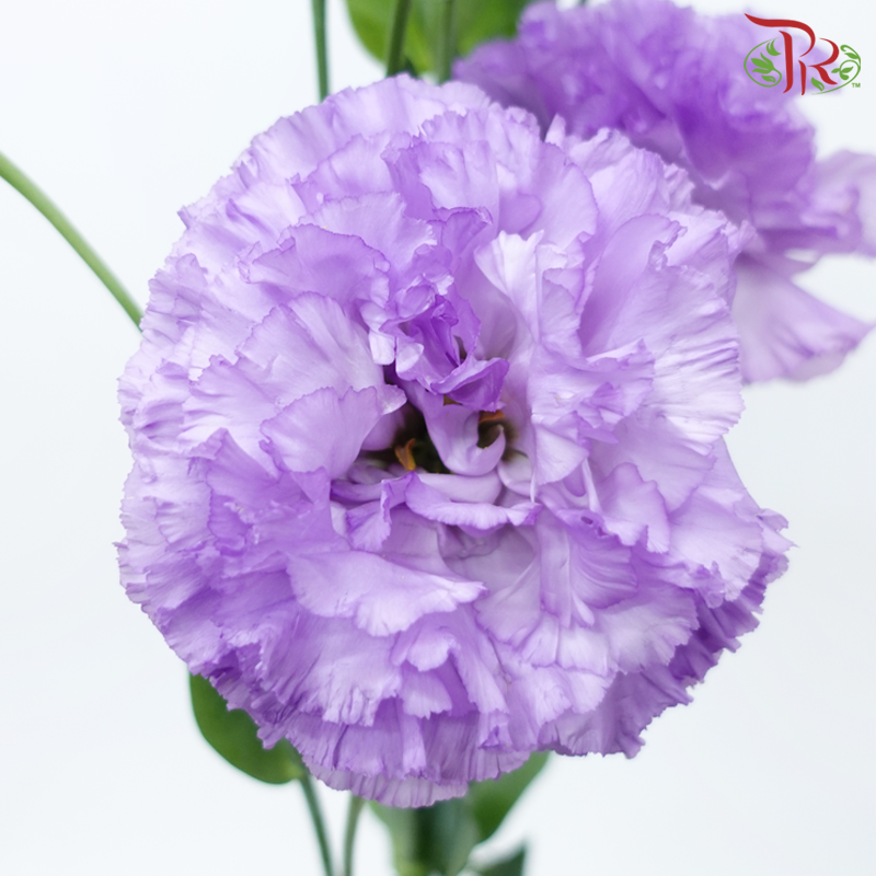 Eustoma - Lilac (Per Bunch)-Lilac-Malaysia-prflorist.com.my