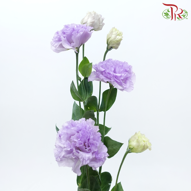 Eustoma - Lilac (Per Bunch)-Lilac-Malaysia-prflorist.com.my