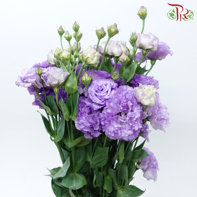 Eustoma - Lilac (Per Bunch)-Lilac-Malaysia-prflorist.com.my