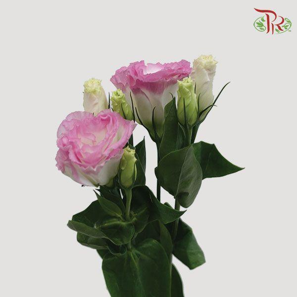 Eustoma - Marble Pink 3 (10 Stems)-Pink-Vietnam-prflorist.com.my