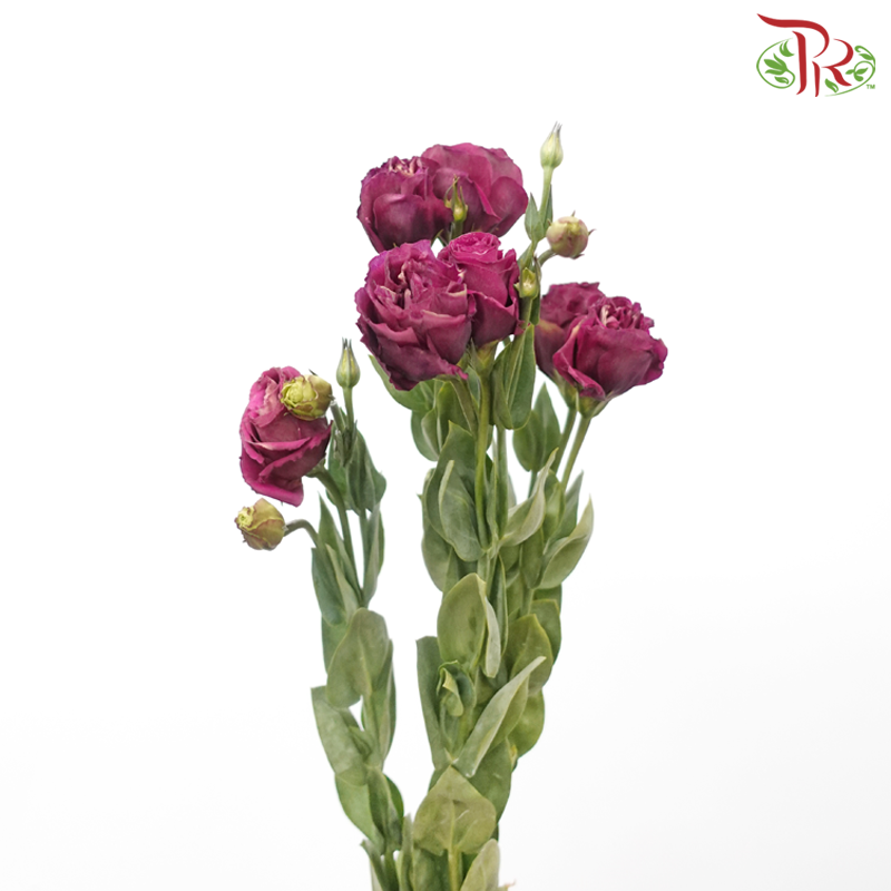Eustoma Nessen - Dark Cherry Pink (500-600 Gram)-Pink-China-prflorist.com.my