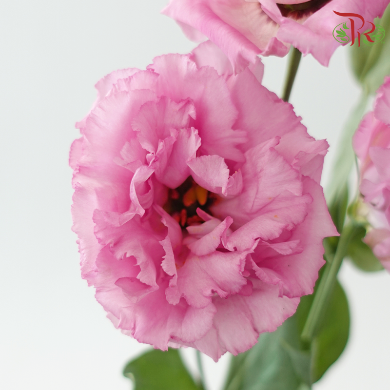 Eustoma Nessen - Wave Pink (500-600 Gram)-Pink-China-prflorist.com.my