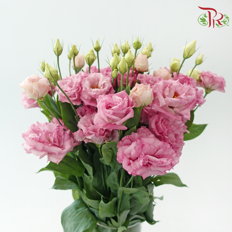 Eustoma Nessen - Wave Pink (500-600 Gram)-Pink-China-prflorist.com.my
