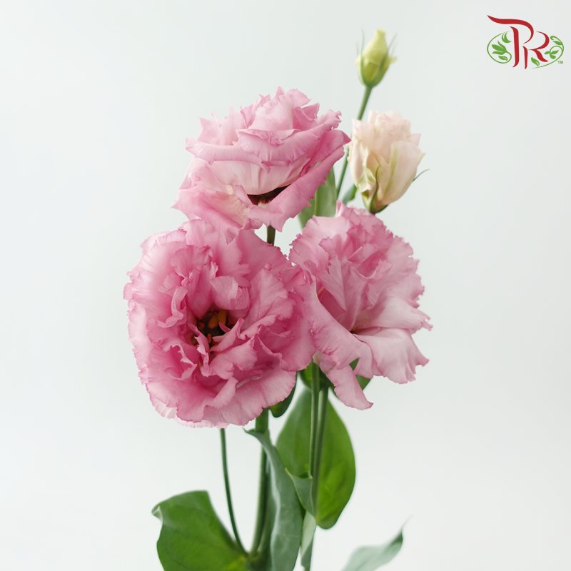 Eustoma Nessen - Wave Pink (500-600 Gram)-Pink-China-prflorist.com.my