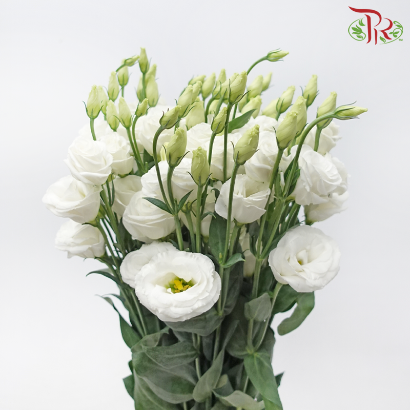 Eustoma Nessen - White (650-750 Gram)-White-China-prflorist.com.my