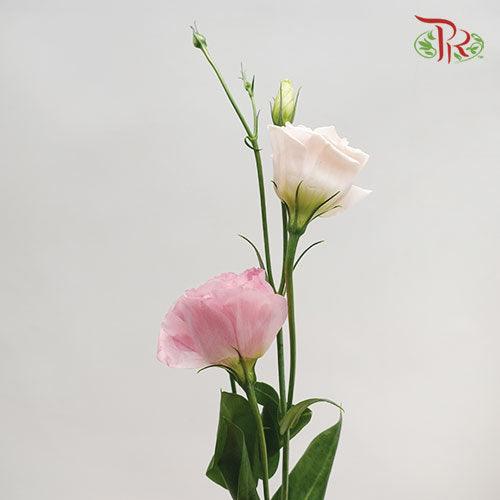 Eustoma - Pink (10 Stems)-Pink-Ecd-prflorist.com.my