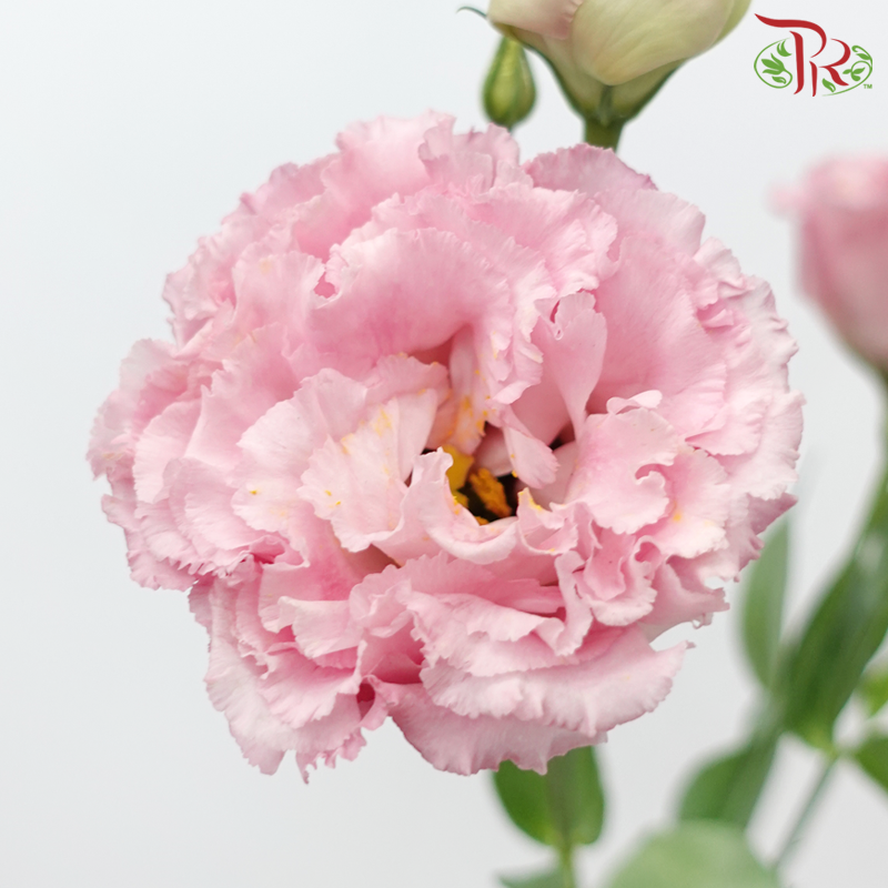Eustoma - Pink (10 Stems)-Pink-Taiwan-prflorist.com.my