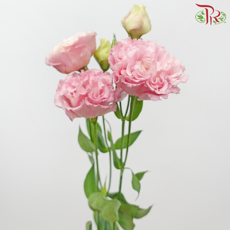 Eustoma - Pink (10 Stems)-Pink-Taiwan-prflorist.com.my