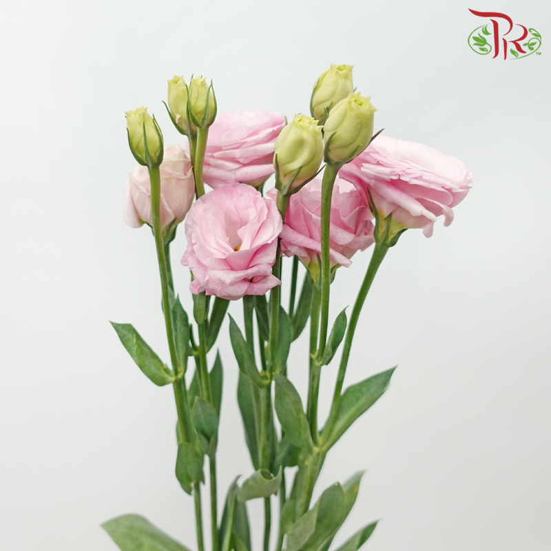 Eustoma - Pink (650-750 Gram)-Pink-China-prflorist.com.my