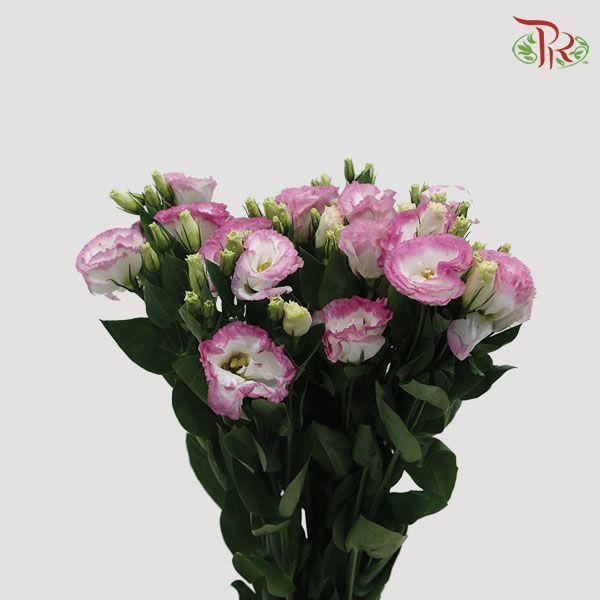 Eustoma - Pink Outline (650-750 Gram)-Pink-China-prflorist.com.my