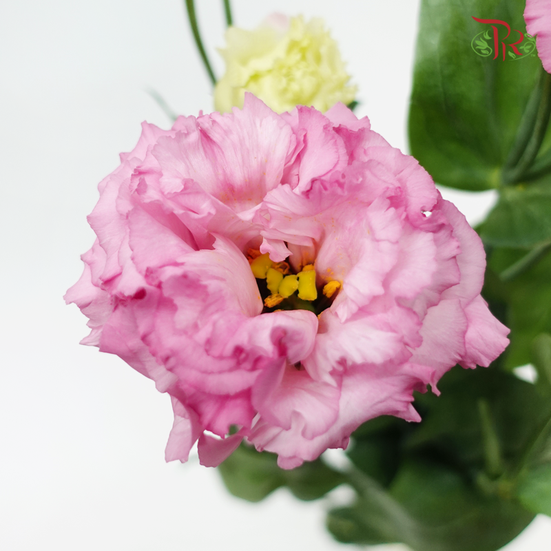 Eustoma - Pink (Per Bunch)-Pink-Malaysia-prflorist.com.my