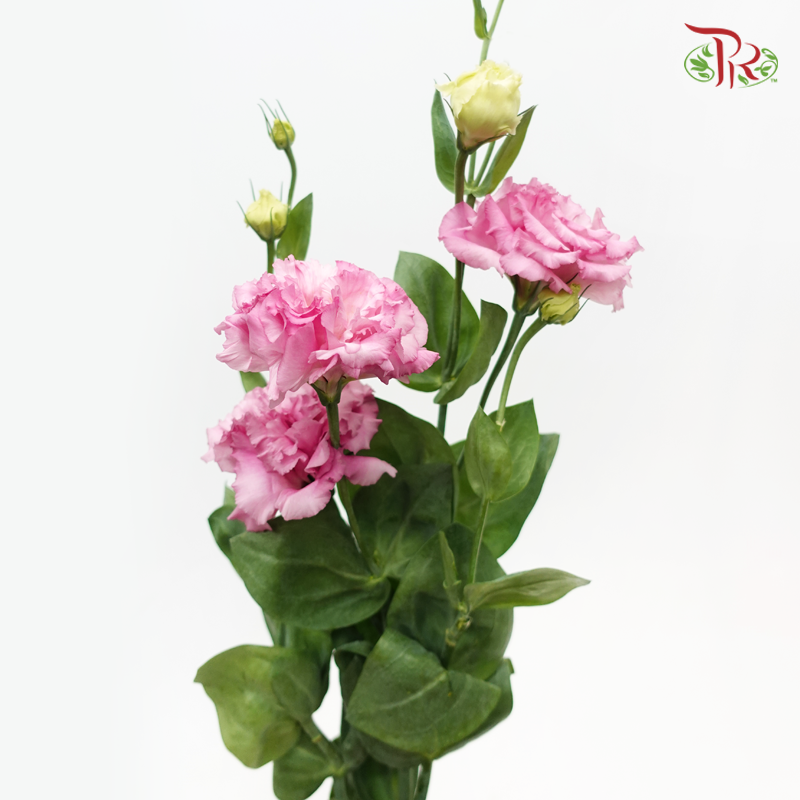 Eustoma - Pink (Per Bunch)-Pink-Malaysia-prflorist.com.my