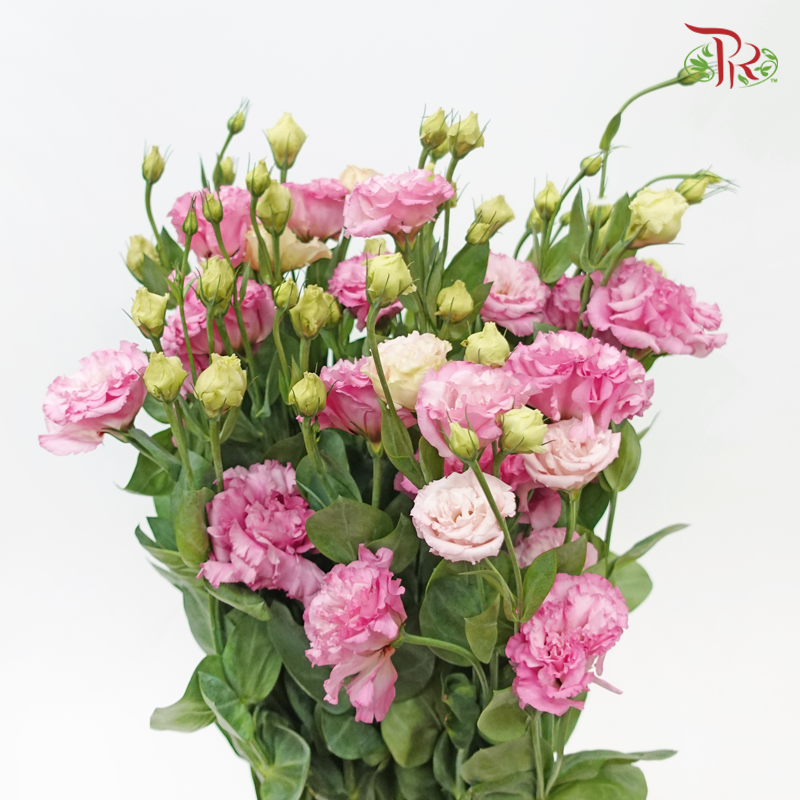 Eustoma - Pink (Per Bunch)-Pink-Malaysia-prflorist.com.my
