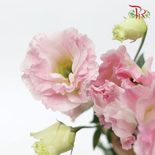 Eustoma - Pink & White (10 Stems)-Pink-Taiwan-prflorist.com.my
