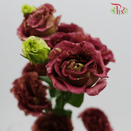 Eustoma - Red (10 Stems)-Red-Taiwan-prflorist.com.my