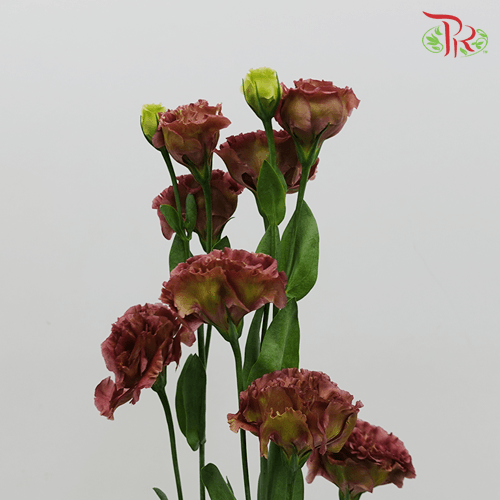 Eustoma - Red (10 Stems)-Red-Taiwan-prflorist.com.my